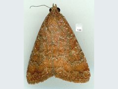 Amyna axis