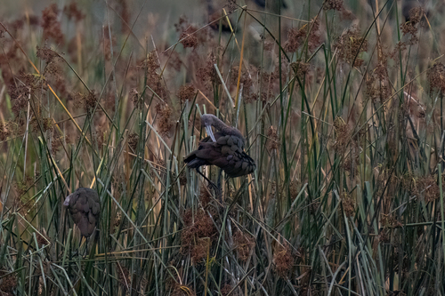 iNaturalist observation photo of White-faced Ibis