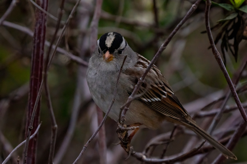 iNaturalist observation photo of White-crowned Sparrow