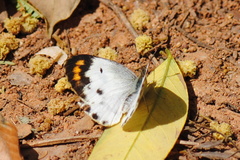Colotis aurora
