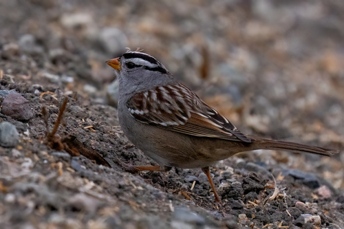 iNaturalist observation photo of White-crowned Sparrow