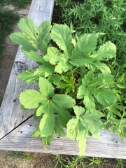 Abelmoschus esculentus