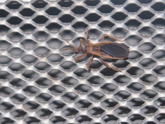 Opistoplatys majusculus