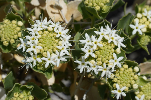 Parry's sandpaper plant (Petalonyx parryi)