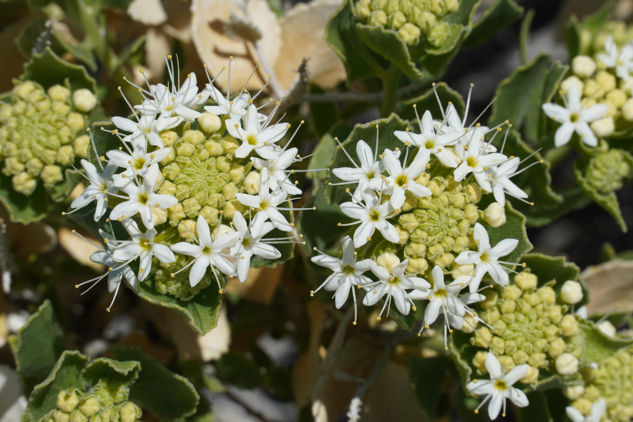 Petalonyx parryi