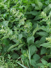 Urtica dioica