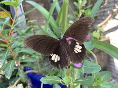 Papilio castor