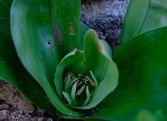 Colchicum scabromarginatum