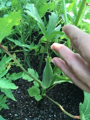 Abelmoschus esculentus