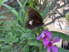 Papilio castor