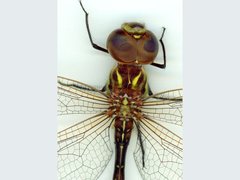 Austrogynacantha heterogena