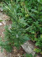 Artemisia vulgaris
