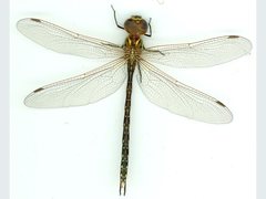 Austrogynacantha heterogena