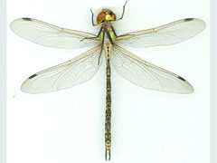 Austrogynacantha heterogena