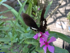 Papilio castor