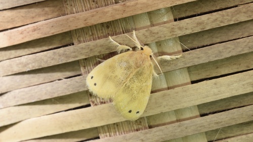 Artaxa digramma