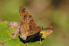 Caprona ransonnettii
