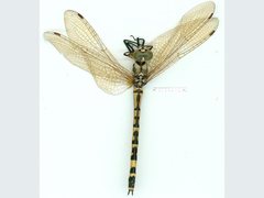 Hemicordulia intermedia