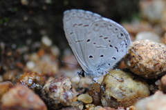 Celastrina lavendularis