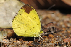 Eurema nilgiriensis