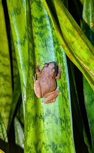 Common Coqui (Eleutherodactylus coqui), a species recorded in Hawaii