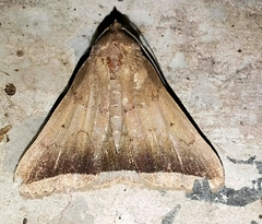 Simplicia griseolimbalis