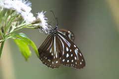 Parantica nilgiriensis
