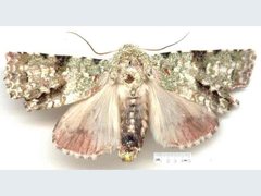 Acronicta psorallina