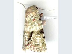 Acronicta psorallina