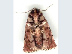 Acronicta psorallina