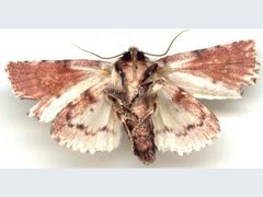 Acronicta psorallina