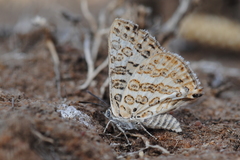 Aphnaeus lilacinus