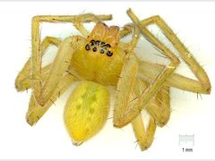 Neosparassus salacius