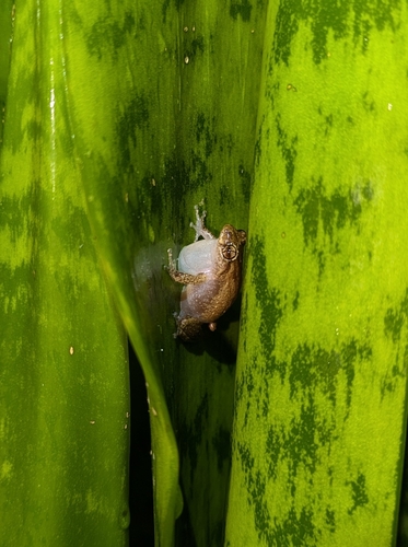 Whistling Coqui, Eleutherodactylus cochranae