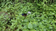 Euploea mulciber barsine