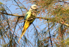 Psittacula columboides