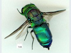 Trichrysis imperiosa