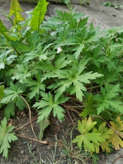 Geranium sibiricum