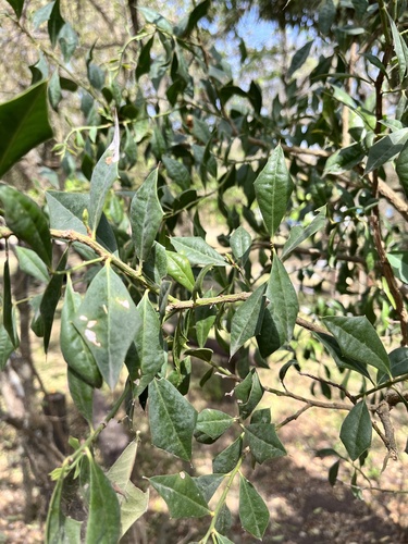 Image of Jodina rhombifolia by (c) Virginia Y. Mogni, some rights reserved (CC BY)