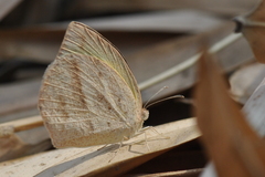 Eurema laeta