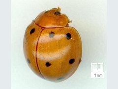 Microcaria mulsanti