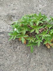 Geranium sibiricum