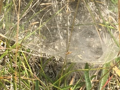 Agelena labyrinthica