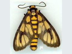 Amata humeralis