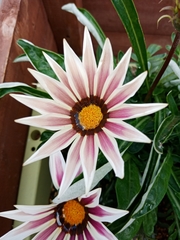 Gazania × splendens