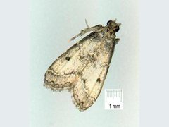 Sufetula alychnopa