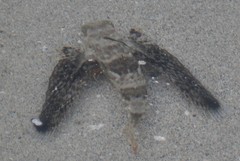 Dactyloptena orientalis