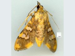 Prophantis