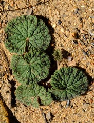Pelargonium barklyi