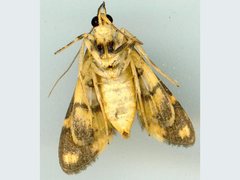 Prophantis